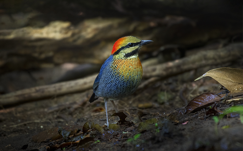 Blue Pitta (Pitta cyanea) at Deo Nui San (Di Linh), Southern Vietnam - Photo by Phuc Le